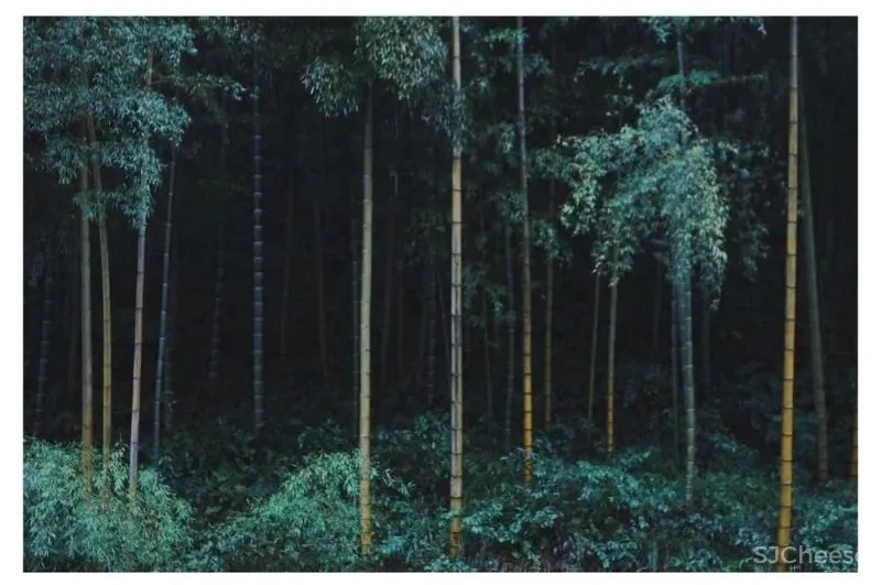 3月民宿考察之旅 在莫干山遇见春暖花开