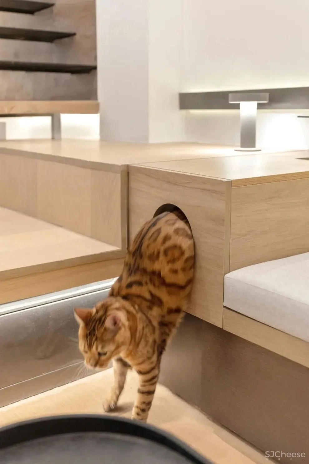 谢英凯『窝·居』｜房子不仅仅是给人住的，猫也有“主人权”