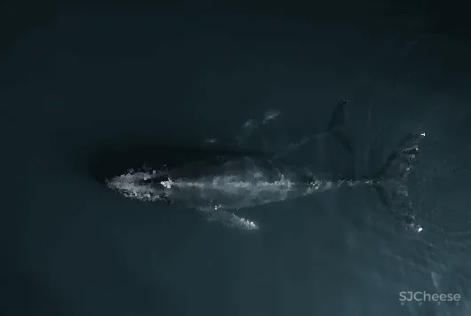 GFD廣飛:当代游园记