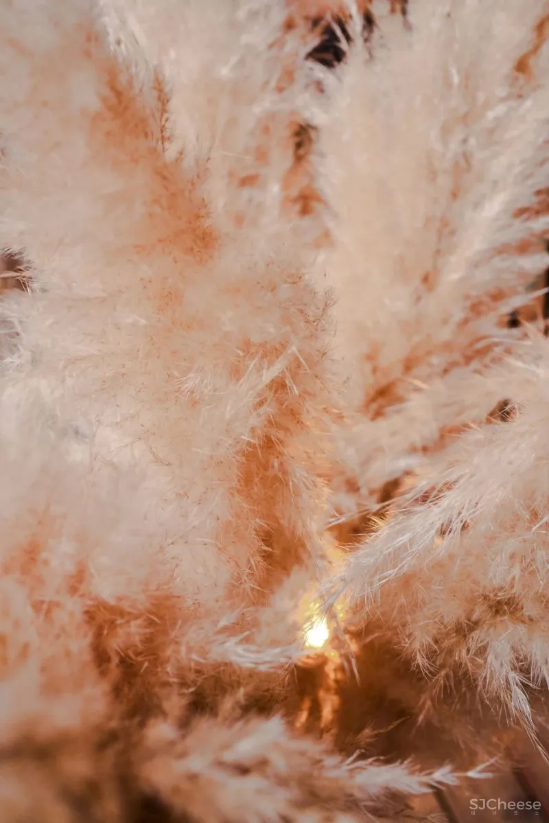 DA bureau丨圣彼得堡从“废墟”中生长出的建筑庭院