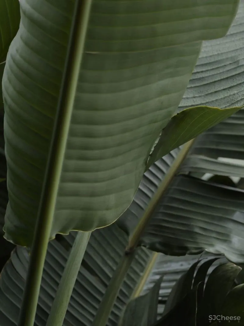 商业标杆 伊索Aesop CCA