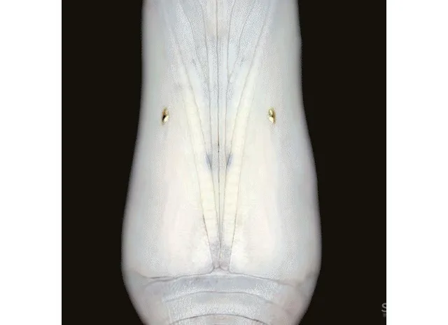 意巢设计丨自然生长,破茧化蝶