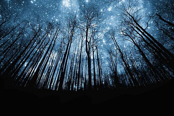 置在设计:在星光森林畅游梦想