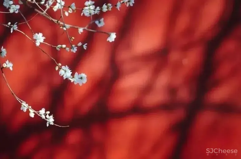 【元宵佳节】最美中国红，让爱回家团圆！