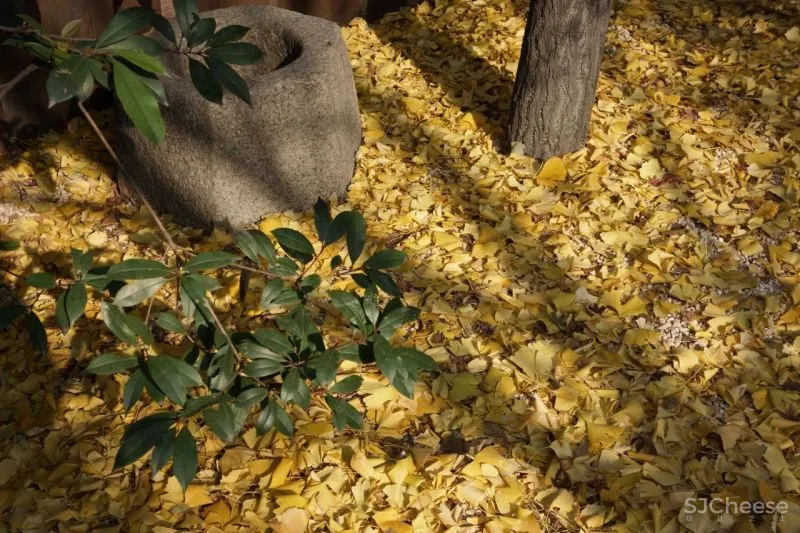 萧爱彬:二十年的蜕变,一步一景的惬意桃源