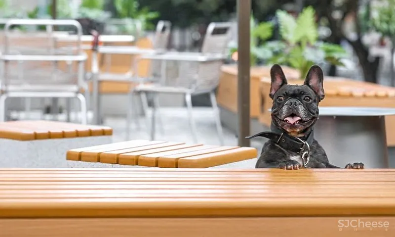 UND 深圳喜茶宠物友好主题店,萌宠社交,趣味十足