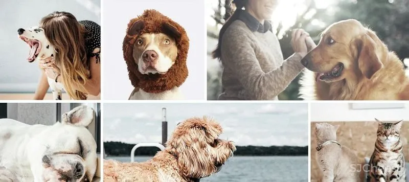 UND 深圳喜茶宠物友好主题店,萌宠社交,趣味十足