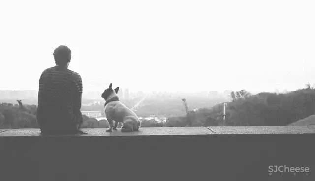 UND 深圳喜茶宠物友好主题店,萌宠社交,趣味十足