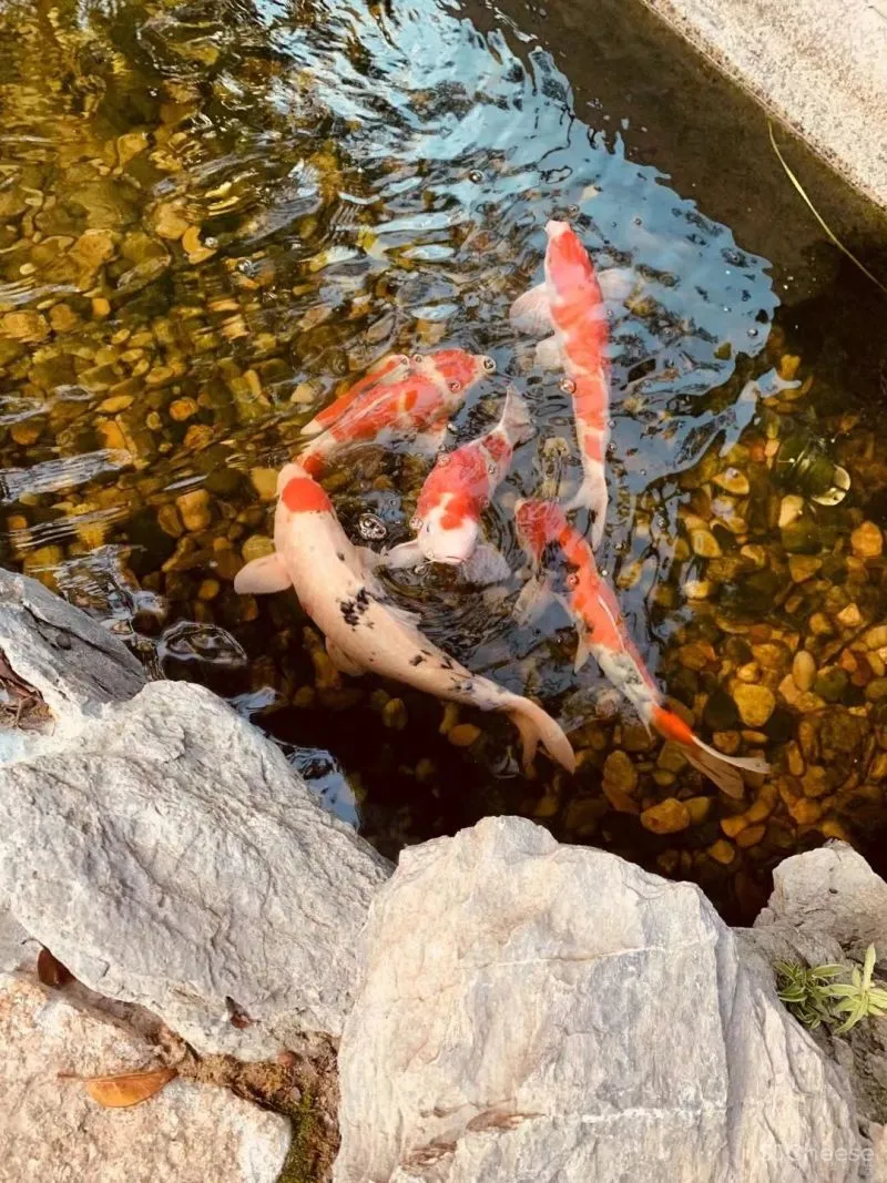 萧爱彬:二十年的蜕变,一步一景的惬意桃源