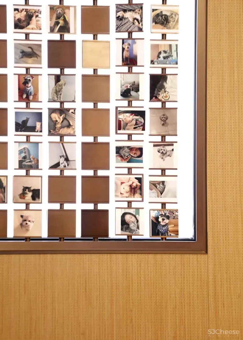 UND 深圳喜茶宠物友好主题店,萌宠社交,趣味十足