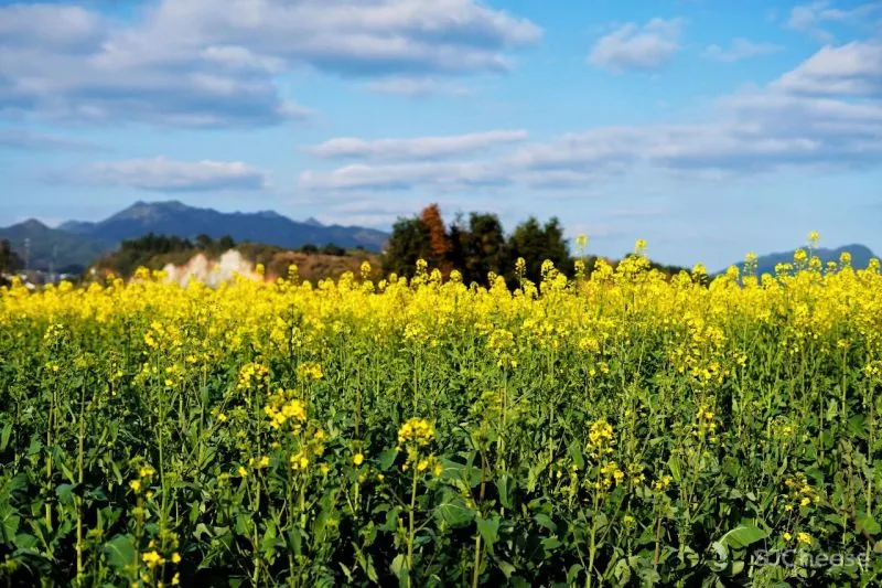 独家首发!江浙沪超野奢摩洛哥风情民宿,面朝湖泊坐拥田园,开业就吸引爆火综艺来录制!