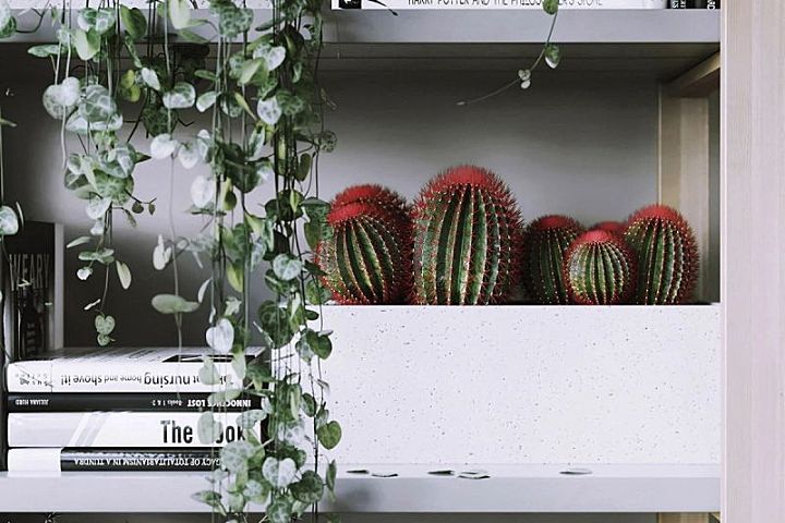 室内绿植“调色盘”,给你的生活来点色儿!