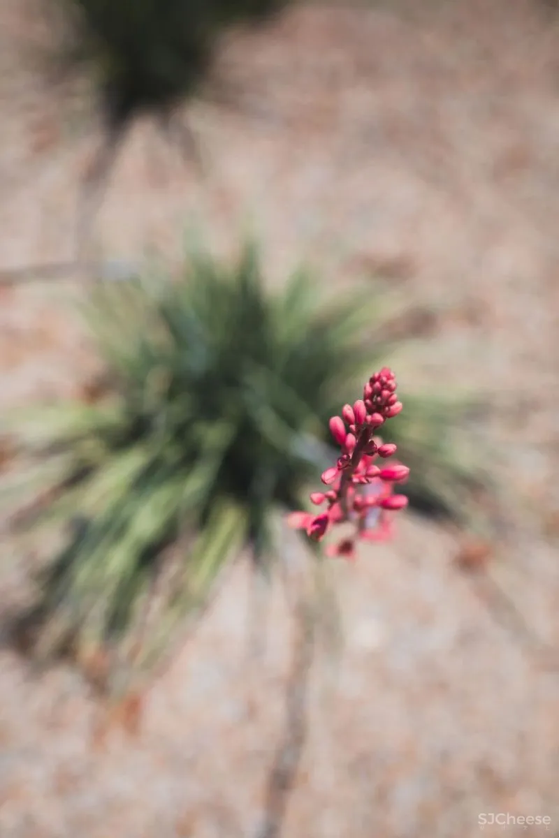 蒙太奇洛斯卡沃斯酒店