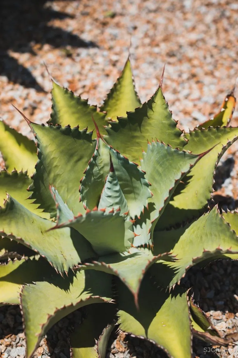 蒙太奇洛斯卡沃斯酒店