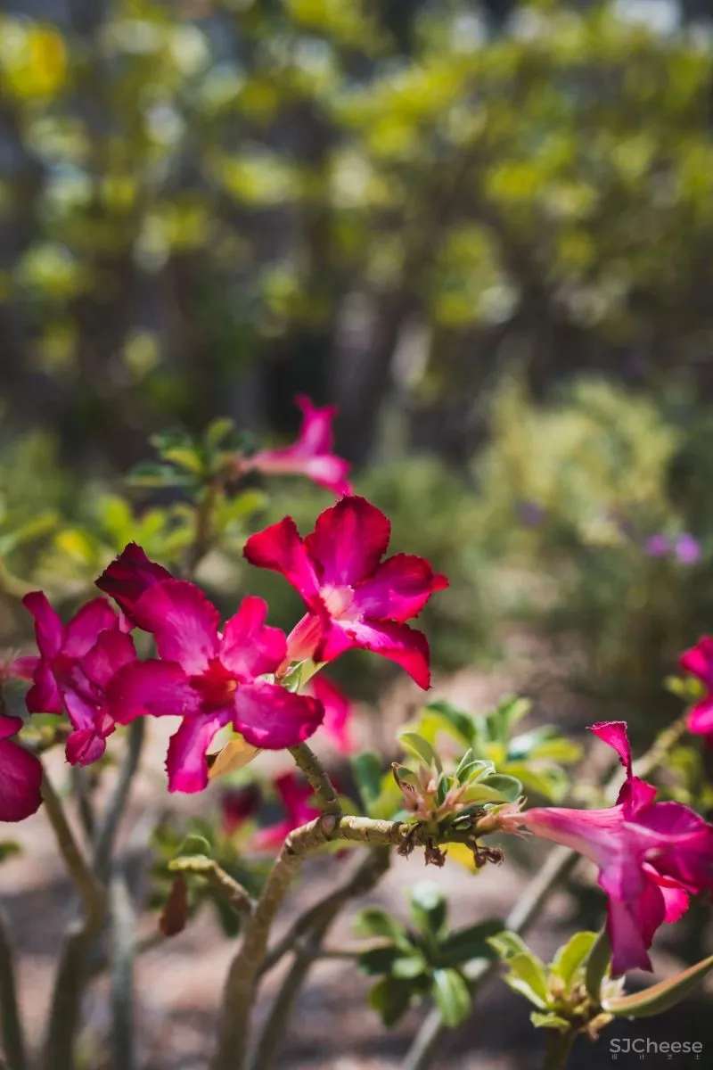 蒙太奇洛斯卡沃斯酒店