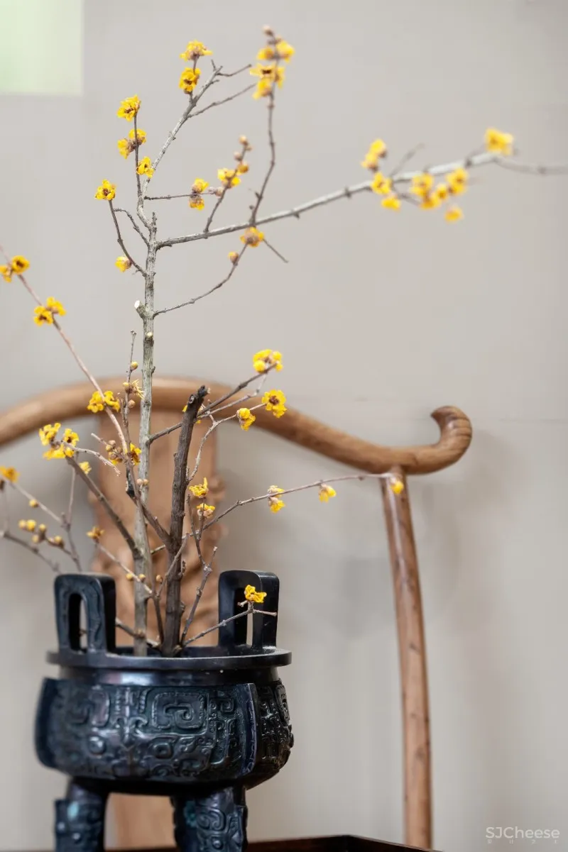 朗众设计|大益茶