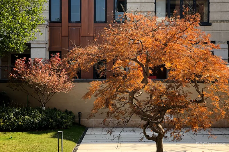 【新作】大士设计 庭院深深，温暖如斯