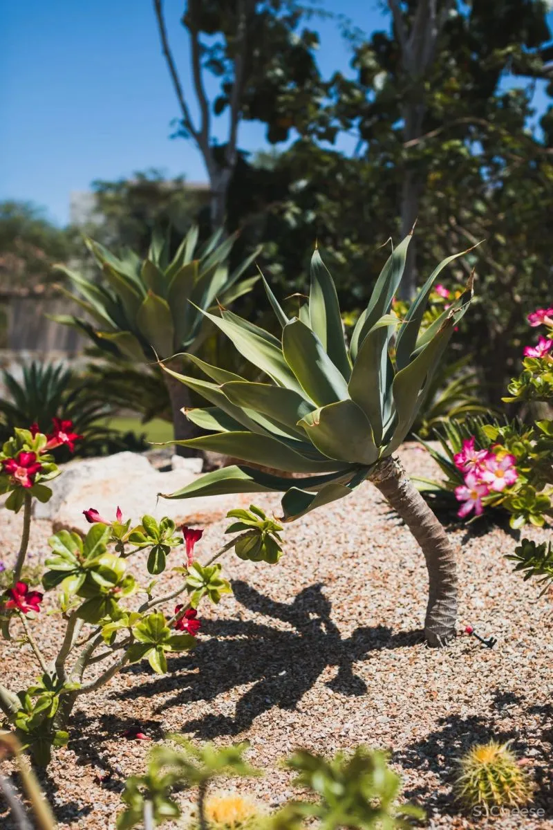蒙太奇洛斯卡沃斯酒店