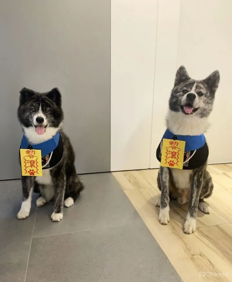 她买下低层高90㎡老房,74w造出极致纯净白色家,独自和收养的狗狗同住!