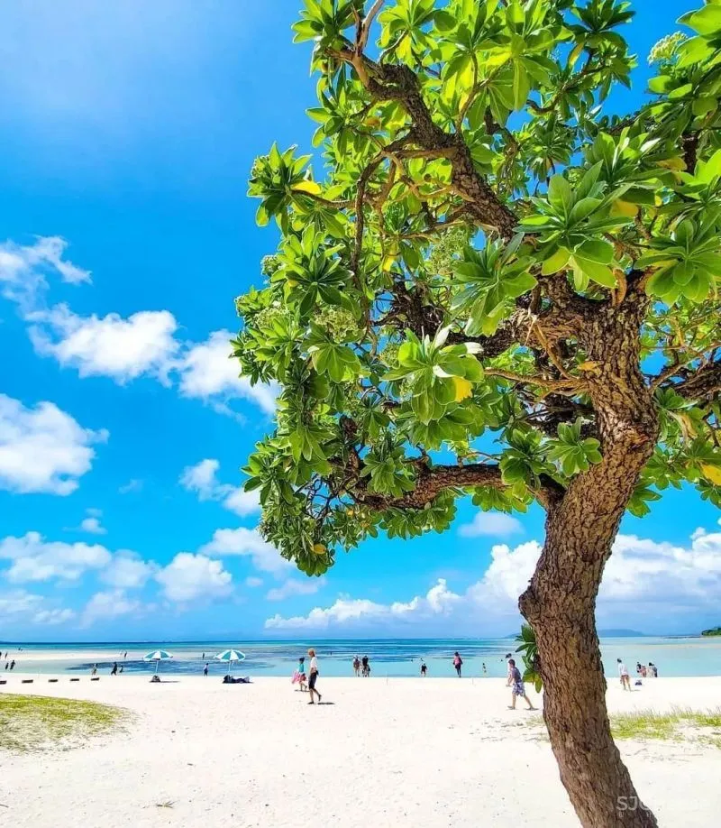 全球第二家Halekulani•解锁城市海岛度假新美学!