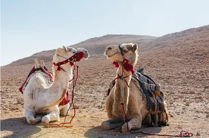 高冷六善将连开五家,沙漠悬崖热带丛林,你想要的无敌秘境都有!