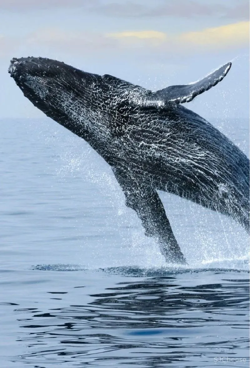 探秘深海 可持续! 元禾大千