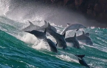 探秘深海 可持续! 元禾大千