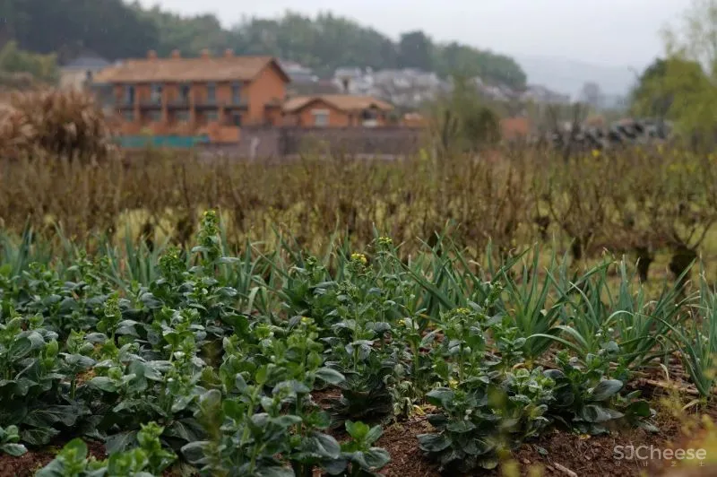 独家首发!江浙沪超野奢摩洛哥风情民宿,面朝湖泊坐拥田园,开业就吸引爆火综艺来录制!