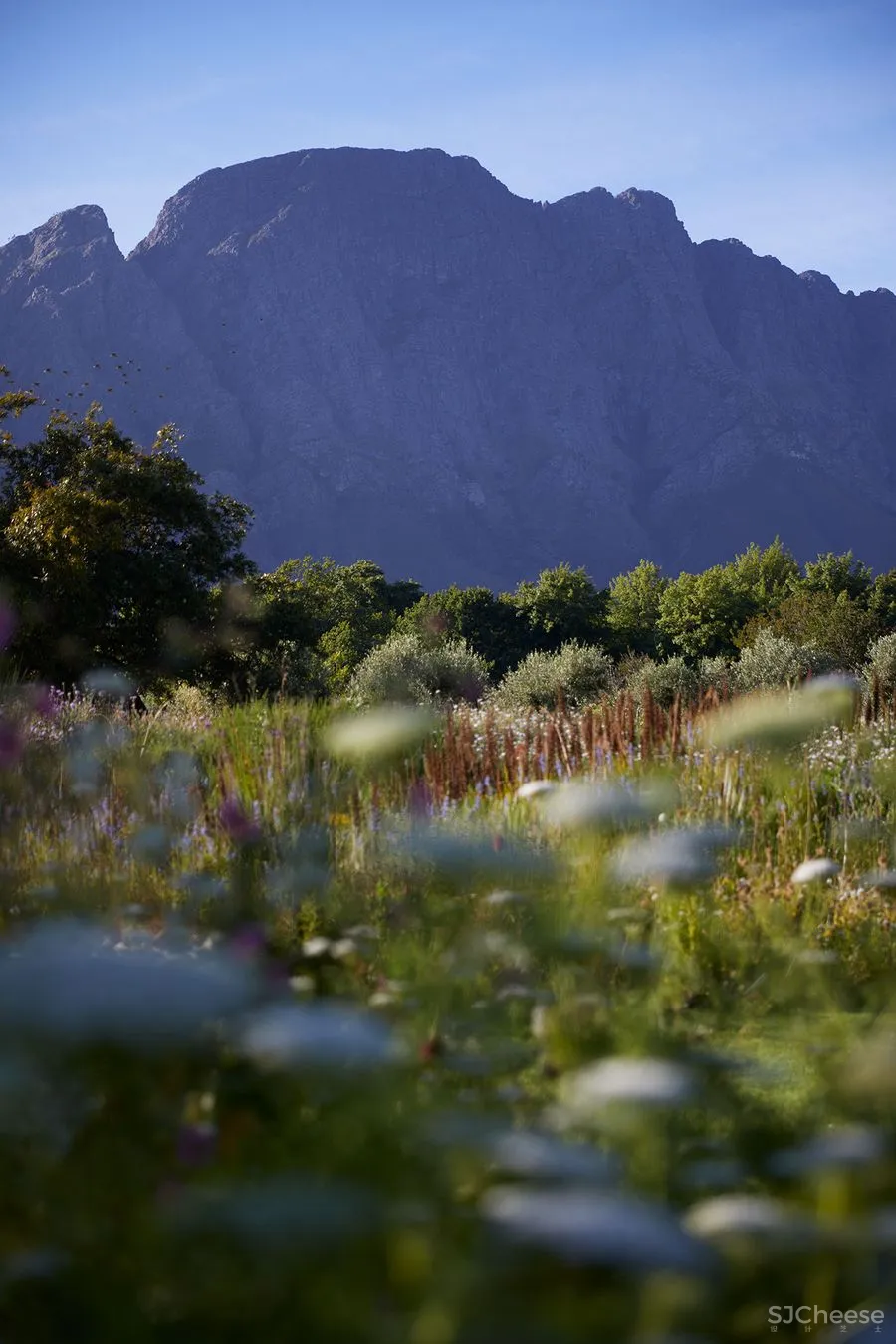 20250420200103987 他们用三年造了座「慢星球」:疗愈、归家、与万物共生的南非民宿
